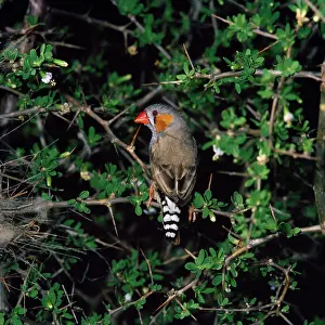 Backview: ZEBRA FINCH - Male