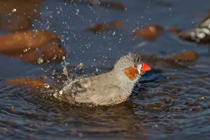 Taeniopygia: Zebra Finch - A male bathing at a pool in Donkey Creek