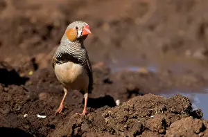 Taeniopygia: Zebra Finch - Male coming to drink at Joe's bore