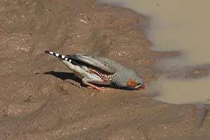 Taeniopygia: Zebra Finch, male drinking