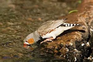 Taeniopygia: Zebra Finch - Male drinking at a bore along the