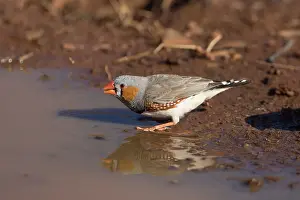 Aboriginal: Zebra Finch - A male drinking - Papunya Aboriginal