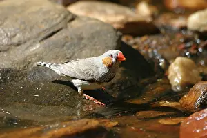 Taeniopygia: Zebra Finch - Male, by drinking pool