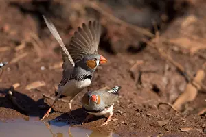 270819: Zebra Finch - A male flying off after drinking