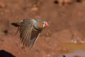 Papunya: Zebra Finch - A male flying from a pool - Papunya