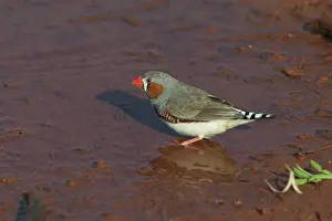 Taeniopygia: Zebra Finch - Male at pool