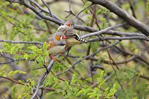 Guttata: Zebra Finch Pair