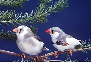 F Collet: ZEBRA FINCH - two, on branch
