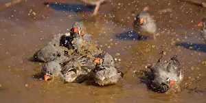 Aboriginal: Zebra Finches - Bathing - Papunya Aboriginal Community