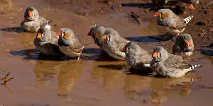 Preparing: Zebra Finches - Birds preparing to bathe - Papunya