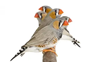 Phytophages: Zebra finches on a branch