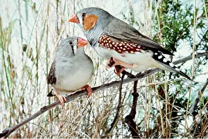 Chestnut: ZEBRA FINCHES ON BRANCH