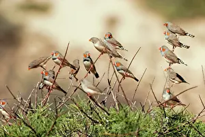 Graeme Chapman: ZEBRA FINCHES IN TREE