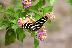 Center: Zebra Heliconian feeding