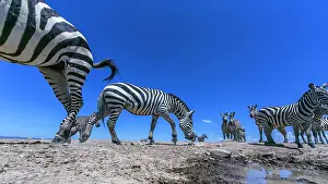 Conservancy: Zebra herd arrives at a water hole in Laikipia savanna