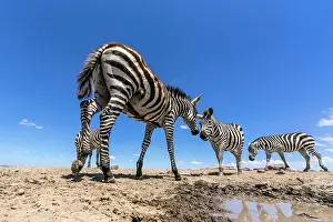 Conservancy: Zebra herd arrives at a water hole in Laikipia savanna