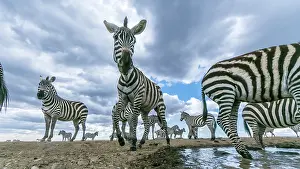 Conservancy: Zebra herd arrives at a water hole in Laikipia savanna
