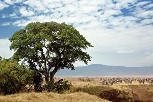 Sausage: Zebra herd and Sausage Tree, Ngorongoro