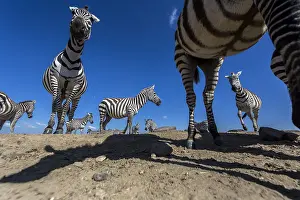 Herbivores: zebra herd at waterhole in Laikipia