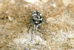 Salticus: Zebra Hunting Spider - hunting for prey