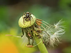 Salticus: Zebra Jumping Spider