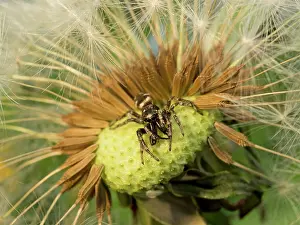 Salticus: Zebra Jumping Spider