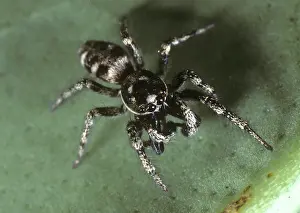 Household: Zebra jumping spider