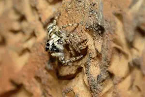 Lincolnshire: Zebra Jumping Spider