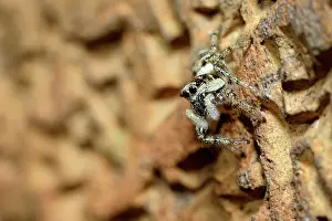 Lincolnshire: Zebra Jumping Spider
