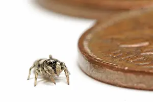 Penny: Zebra jumping spider