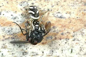 Drenthe: Zebra Jumping Spider