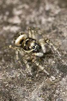 Salticus: Zebra Jumping Spider - Hunting on a wall