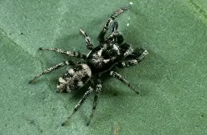 Palps: Zebra Jumping Spider (Salticus scenicus)