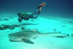 Fasciatum: Zebra / Leopard Shark - With diver