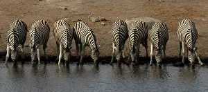 Safe: Zebra like drinking in group as they feel more safe