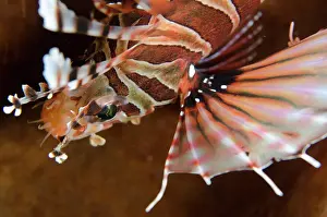 Appendage: Zebra Lionfish
