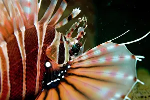 Dendrochirus: Zebra Lionfish