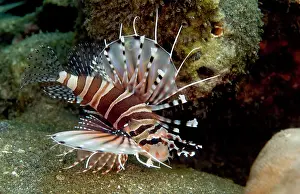 Secret: Zebra Lionfish