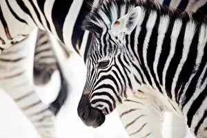 310122: Zebra lives in groups in Etosha national park