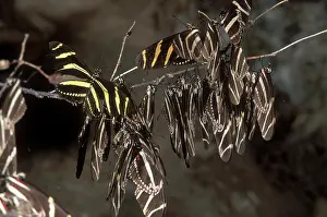 Heliconian: Zebra Longwing Butterflies