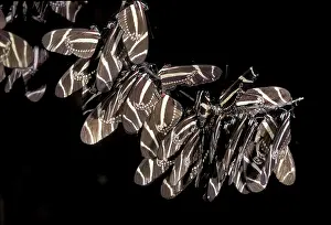 Heliconian: Zebra Longwing Butterflies