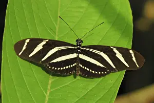 Charithonia: Zebra Longwing Butterfly