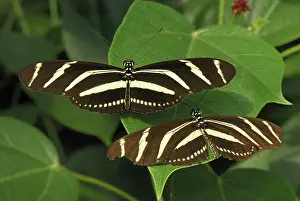Charithonia: Zebra Longwing Butterfly