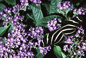 Heliconian: Zebra Longwing Butterfly