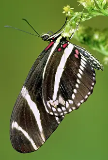 Heliconian: Zebra Longwing Butterfly