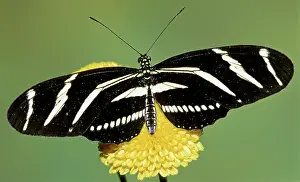 Heliconian: Zebra Longwing Butterfly