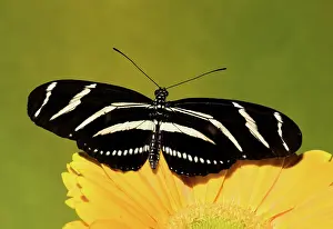 Heliconius: Zebra Longwing Butterfly