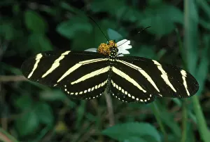 Tick: Zebra Longwing Butterfly