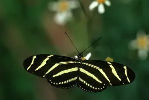 Nymphalid: Zebra Longwing Butterfly