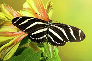 Stripes: Zebra Longwing Butterfly